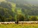 Investment land in Montaione for 3,800,000 €