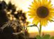 Investment land in Orvieto for 3,950,000 €