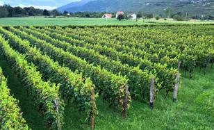 Vineyard 230 m² in Danilovgrad (city) for 599,000 €