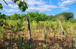Land plot 745 m² in Barban for 47,000 €