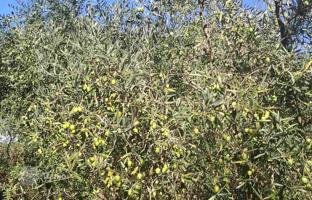Land plot 2,109 m² in Valtura for 65,000 €