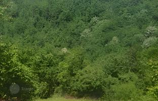Land plot 24,808 m² in Kolašin for 968,000 €