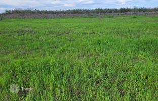 Land plot 708 m² in Novigrad (Istria County) for 60,000 €