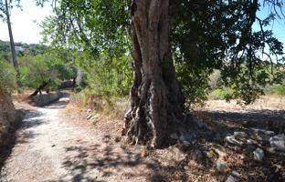 Land plot 6,400 m² in Loule for 295,000 €