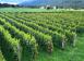 Vineyard 230 m² in Danilovgrad (city) for 599,000 €