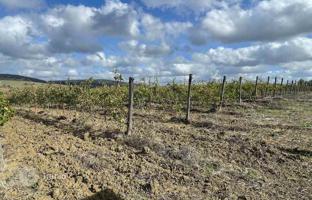 Land plot 200 m² in Scansano for 1,200,000 €