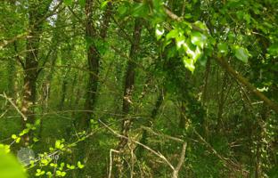 Land plot 12,103 m² in Marcana. Price on request