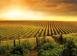 Investment land in Certaldo for 8,000,000 €