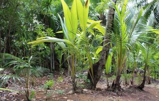 Land plot in La Digue for $1,500,000