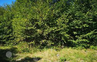 Land plot 1,006 m² in Rabac for 139,000 €