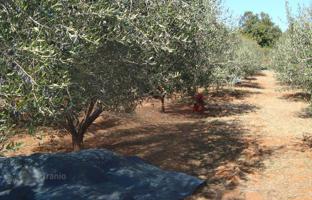 Land plot 4,499 m² in Valtura for 90,000 €