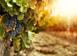 Vineyard in Montepulciano for 2,000,000 €