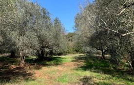 Istria, Duga Uvala, Old olive grove on a slope towards the sea. Price on request