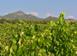 Vineyard 160 m² in Alghero for 1,080,000 €