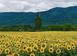 Investment land in Montegabbione for 10,000,000 €